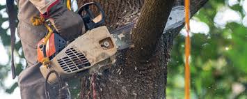 Why Choose Our Tree Removal Services in Caddo Mills, TX?